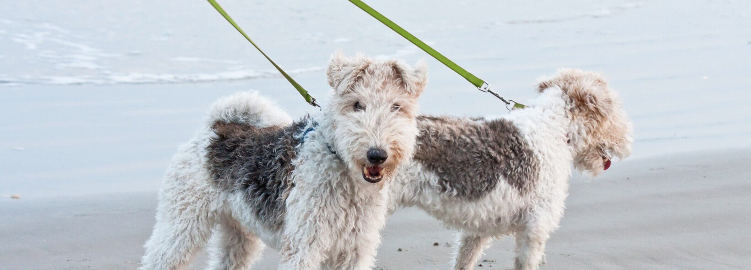 Oregon Coast pet-friendly hotel in Cannon Beach