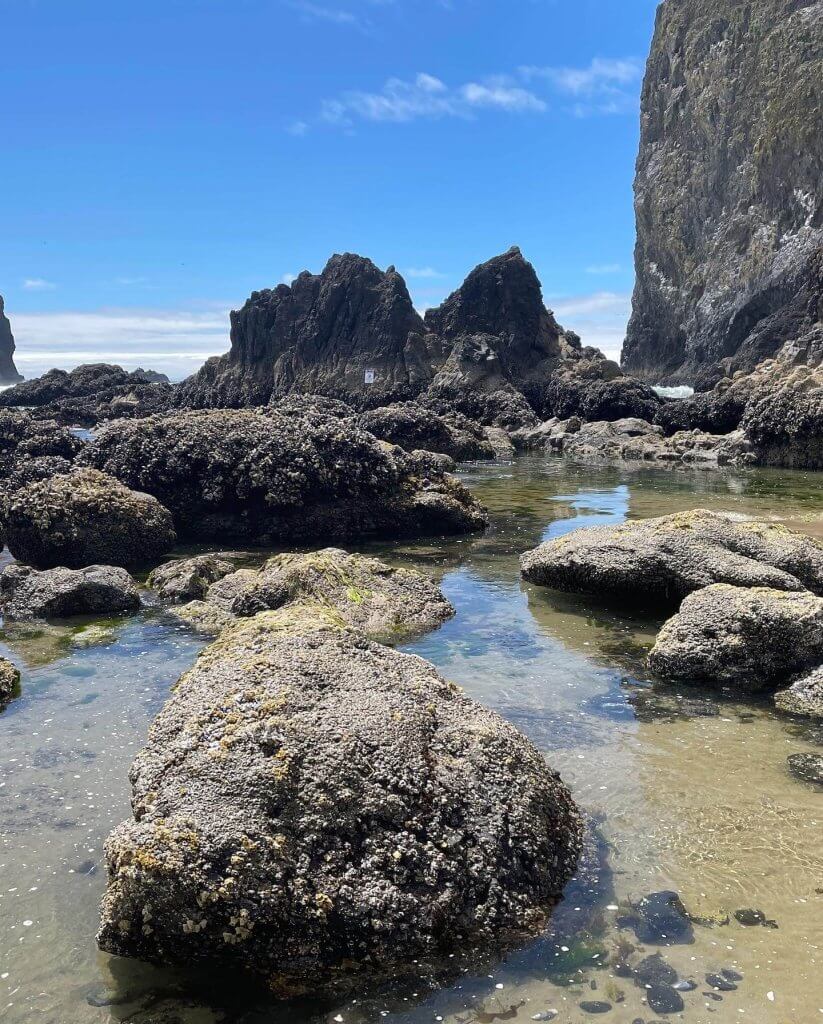 the ocean at low tide